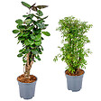 BLOOMIQUE - Lot de 2 Polyscias - Fabian & Fruticosa - Aralia - H. 50-70 cm - P. 17 cm - vignette