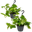 BLOOMIQUE - Lot de 2 Epipremnum Aureum - Lierre du Diable - Plantes Suspendues - H. 20-30 cm - P. 15 cm - vignette