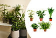BLOOMIQUE - Lot de 5 - Mélange de plantes dépolluantes - H. 20-40 cm - P. 12 cm - vignette