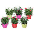 BLOOMIQUE - Lot de 6 - Dianthus - Œillet - Mélange de couleurs - Plantes de jardin - H. 15-20 cm - P. 10,5 cm - vignette
