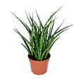 BLOOMIQUE - Sansevieria Fernwood Punk - Langue de belle-mère - Plantes d’intérieur - H. 20-30 cm - P. 12 cm - vignette