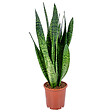 BLOOMIQUE - Sansevieria Zeylanica - Langue de belle-mère - Plantes d’intérieur - H. 50-70 cm - P. 17 cm - vignette
