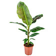 BLOOMIQUE - Musa Dwarf Cavendish - Bananier d’intérieur - Plante d’intérieur - H. 80-100 cm - P. 21 cm - vignette