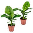 BLOOMIQUE - Lot de 2 - Musa Dwarf Cavendish - Bananier d’intérieur - H. 60-70 cm - P. 17 cm - vignette