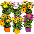 BLOOMIQUE - Lot de 6 - Osteospermum - Marguerite du Cap - Mélange de couleurs - H. 15-20 cm - P. 10,5 cm - vignette