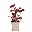 BLOOMIQUE - Heuchera Micrantha 'Palace Purple' - Heuchère - Plantes de jardin - H. 10-20 cm - P. 9x9 cm - vignette