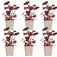 BLOOMIQUE - Lot de 6 - Heuchera Micrantha 'Palace Purple' - Heuchère - H. 10-20 cm - P. 9x9 cm - vignette