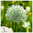 PLANT IN A BOX - Ail - Set de 3 - Allium 'Mount Everest' - Bulbes à fleurs - Blanc - vignette