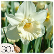 PLANT IN A BOX - Narcisse - Set de 30 - Narcissus 'Mount Hood' - Bulbes à fleurs - Blanc - vignette