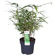 BLOOMIQUE - Fargesia rufa - Bambou non traçant - Persistant - Plantes de jardin - H. 10-20 cm - P. 10 cm - vignette