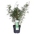 BLOOMIQUE - Fargesia rufa - Bambou non traçant - Rustique - Persistant - H. 80-100 cm - P. 23 cm - vignette