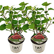 BLOOMIQUE - Lot de 2 - Hydrangea Pink Annabelle - Hortensia - Rose - Plantes de jardin - H. 40-50 cm - P. 19 cm - vignette