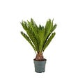 BLOOMIQUE - Cycas Revoluta - Palmier de la paix - Sagoutier - Plante d’intérieur - H. 60-80 cm - P. 17 cm - vignette
