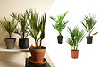 BLOOMIQUE - Lot de 3 - Mélange de palmiers rustiques - H. 40-50 cm - P. 14 cm - vignette