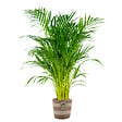 BLOOMIQUE - Dypsis Lutescens - Palmier Areca - Plante d’intérieur - Dépolluante - H. 100-110 cm - vignette