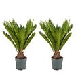 BLOOMIQUE - Lot de 2 - Cycas Revoluta - Palmier de la paix - Sagoutier - H. 60-80 cm - P. 17 cm - vignette