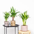 BLOOMIQUE - Lot de 3 - Mélange de palmiers tropicaux - Dypsis, Chamaedorea, Yucca - Facile d’entretien - vignette
