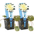 BLOOMIQUE - Lot de 2 - Nymphaea Marliacea Chromat - Nénuphar - Jaune - H. 10-20 cm - P. 11 cm - vignette