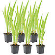 BLOOMIQUE - Lot de 6 - Iris Versicolor - Iris versicolore - Plantes de bassin - H. 20-30 cm - P. 9 cm - vignette