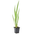 BLOOMIQUE - Iris Pseudacorus - Iris jaune - Plantes de bassin - Plantes aquatiques - H. 20-30 cm - P. 9 cm - vignette