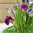 BLOOMIQUE - Lot de 3 - Iris Kaempferi - Iris du Japon - Violet - Plantes de bassin - H. 20-30 cm - P. 9 cm - vignette