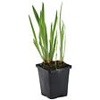 BLOOMIQUE - Iris Kaempferi - Iris du Japon - Violet - Plantes de bassin - H. 20-30 cm - P. 9 cm - vignette