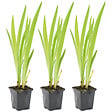 BLOOMIQUE - Lot de 3 - Iris Versicolor - Iris versicolore - Plantes de bassin - H. 20-30 cm - P. 9 cm - vignette