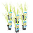 BLOOMIQUE - Lot de 6 - Acorus Ogon - Acore nain - Plantes de bassin - Résistante au gel - H. 10-20 cm - P. 9 cm - vignette