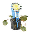 BLOOMIQUE - Nymphaea Marliacea Chromat - Nénuphar - Jaune - Plantes de bassin - H. 10-20 cm - P. 11 cm - vignette