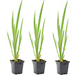 BLOOMIQUE - Lot de 3 - Iris Pseudacorus - Iris jaune - Plantes de bassin - H. 20-30 cm - P. 9 cm - vignette