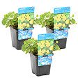 BLOOMIQUE - Lot de 3 - Lysimachia Nummularia - Herbe aux écus - Plantes de bassin - H. 10-20 cm - P. 9 cm - vignette