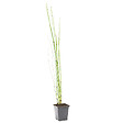 BLOOMIQUE - Equisetum Japonicum - Prêle du Japon - Plantes de bassin - H. 20-30 cm - P. 9 cm - vignette