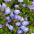 BLOOMIQUE - Lot de 3 - Mazus Reptans - Mazus rampant - Plantes de bassin - H. 10-20 cm - P. 9 cm - vignette