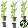 BLOOMIQUE - Lot de 6 - Zantedeschia Aethiopica - Arum blanc - Plantes de bassin - H. 10-20 cm - P. 9 cm - vignette