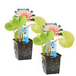 BLOOMIQUE - Lot de 2 - Nymphaea Wilfron Gonnere - Nénuphar - Rose - Plantes de bassin - H. 10-20 cm - P. 11 cm - vignette