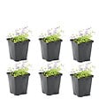 BLOOMIQUE - Lot de 6 - Mazus Reptans - Mazus rampant - Plantes de bassin - H. 10-20 cm - P. 9 cm - vignette