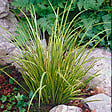 BLOOMIQUE - Acorus Ogon - Acore nain - Plantes de bassin - Résistante au gel - Hauteur 10-20 cm - Pot 9 cm - vignette
