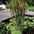 BLOOMIQUE - Lot de 3 - Typha Latifolia - Grand Massette - Cigare des marais - H. 15-25 cm - P. 9 cm - vignette