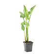 BLOOMIQUE - Zantedeschia Aethiopica - Arum blanc - Plantes de bassin - Résistante au gel - H. 10-20 cm - P. 9 cm - vignette