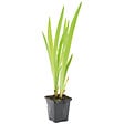 BLOOMIQUE - Iris Versicolor - Iris versicolore - Plantes de bassin - Plantes aquatiques - H. 20-30 cm - P. 9 cm - vignette