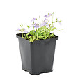 BLOOMIQUE - Mazus Reptans - Mazus rampant - Plantes de bassin - Plantes aquatiques - H. 10-20 cm - P. 9 cm - vignette