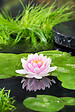 BLOOMIQUE - Nymphaea Wilfron Gonnere - Nénuphar - Rose - Plantes de bassin - H. 10-20 cm - P. 11 cm - vignette