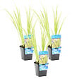 BLOOMIQUE - Lot de 3 - Acorus Ogon - Acore nain - Plantes de bassin - Résistante au gel - H. 10-20 cm - P. 9 cm - vignette