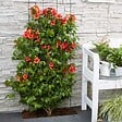 BLOOMIQUE - Lot de 2 - Campsis radicans 'Flamengo' - Bignone rouge - Plantes grimpantes - H. 50-70 cm - P. 15 cm - vignette