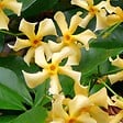 BLOOMIQUE - Lot de 2 - Trachelospermum jasminoides - Jasmin étoilé jaune - H. 50-70 cm - P. 15 cm - vignette
