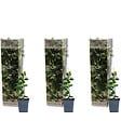 BLOOMIQUE - Lot de 3 - Trachelospermum Jasminoides - Jasmin étoilé - Plante grimpante - Rustique - 15-20 cm - vignette