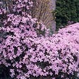 BLOOMIQUE - Clematis montana 'Rubens' - Clématite rose clair - Plantes grimpantes - H. 50-70 cm - P. 15 cm - vignette