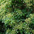BLOOMIQUE - Lot de 2 - Hydrangea petiolaris - Hortensia grimpant - Plantes grimpantes - H. 50-70 cm - P. 15 cm - vignette