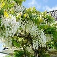 BLOOMIQUE - Lot de 2 - Wisteria floribunda 'Alba' - Glycine blanche - H. 50-70 cm - P. 15 cm - vignette