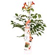 BLOOMIQUE - Campsis radicans 'Flamengo' - Bignone rouge - Plantes grimpantes - H. 50-70 cm - P. 15 cm - vignette
